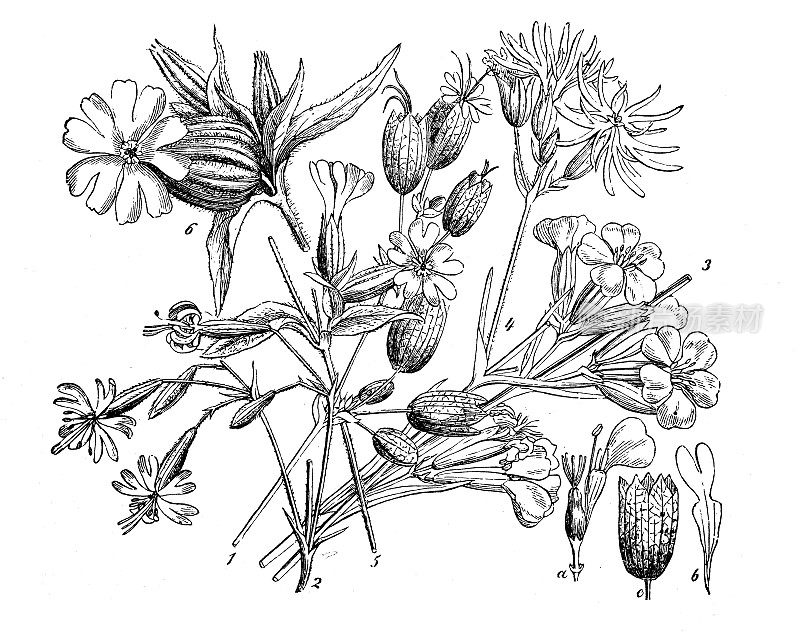 古董植物插图： 西琳牙线 - 库库里 （莱赫尼斯牙线库利的儿子）， 破烂的罗宾